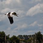 Storch im Anflug