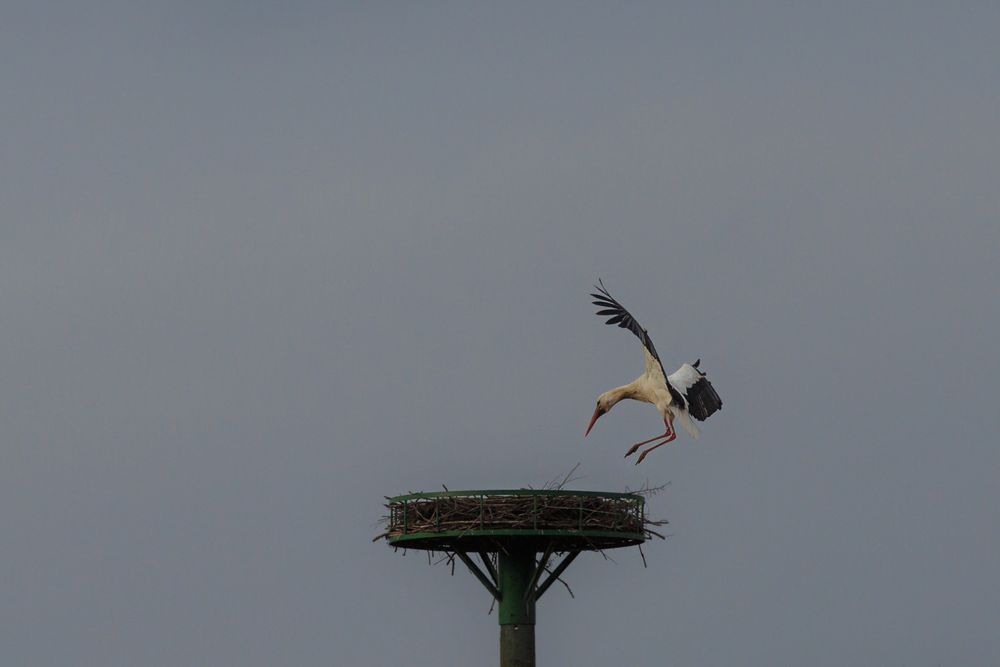 Storch im Anflug