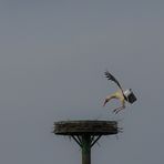 Storch im Anflug