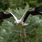 Storch im Anflug