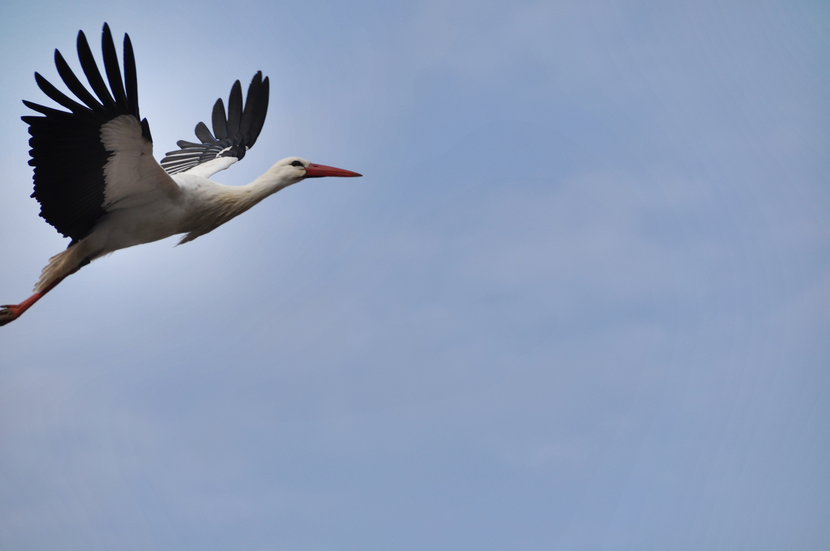 Storch im Anflug