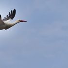 Storch im Anflug