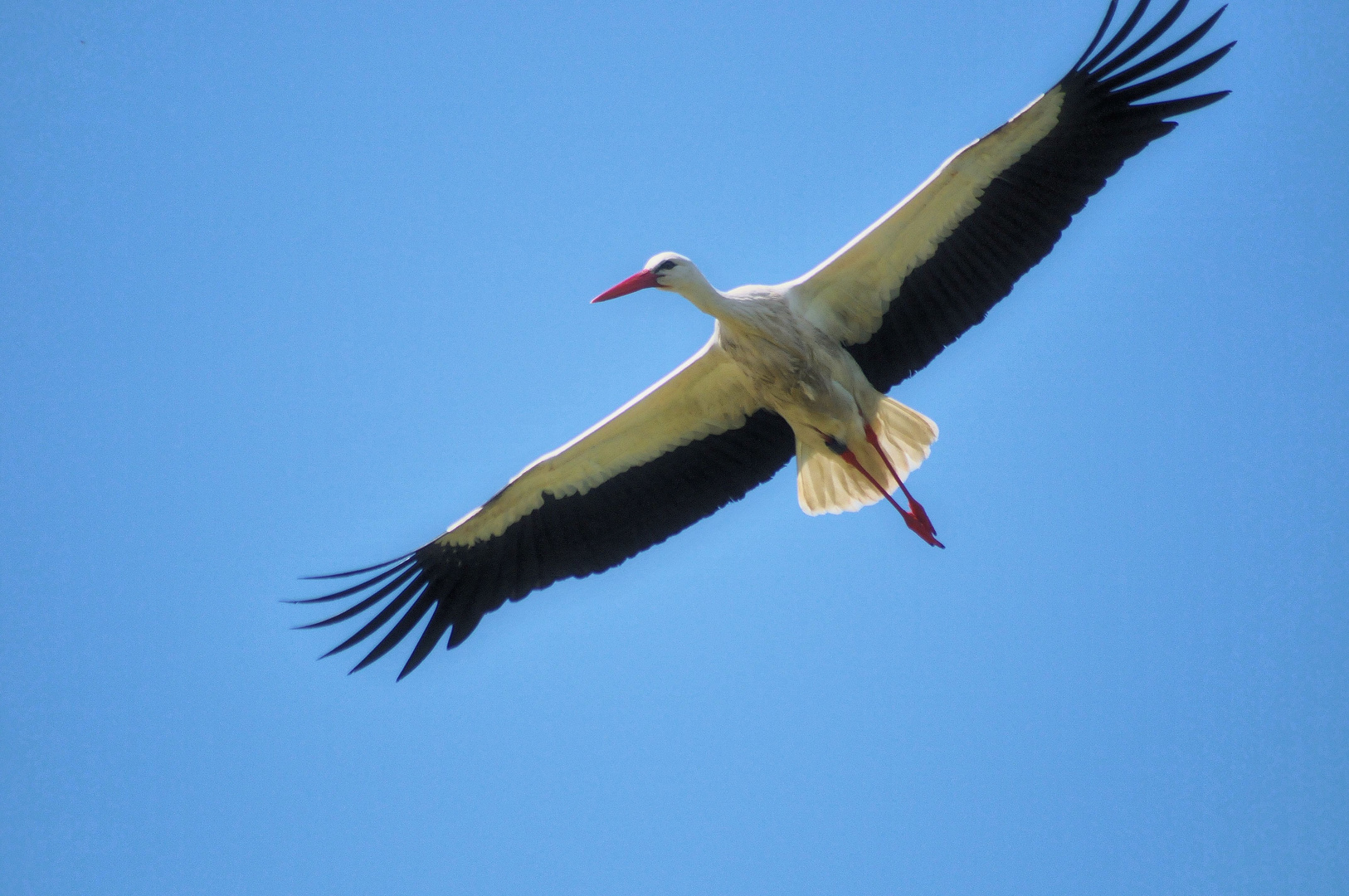 Storch im Anflug