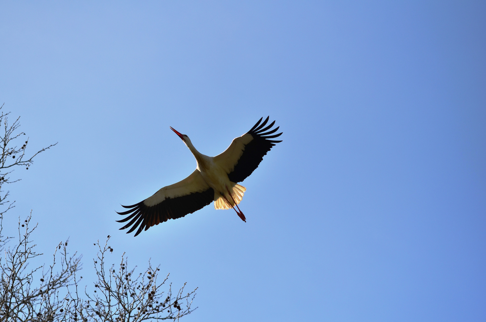 Storch im Anflug