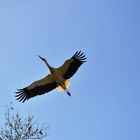 Storch im Anflug