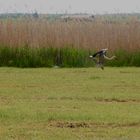 Storch im Anflug