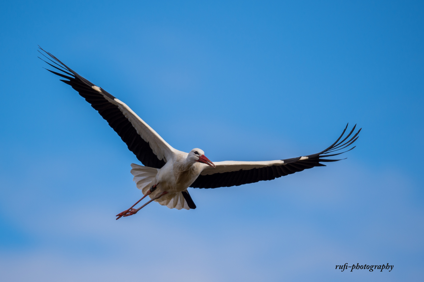 Storch im Anflug