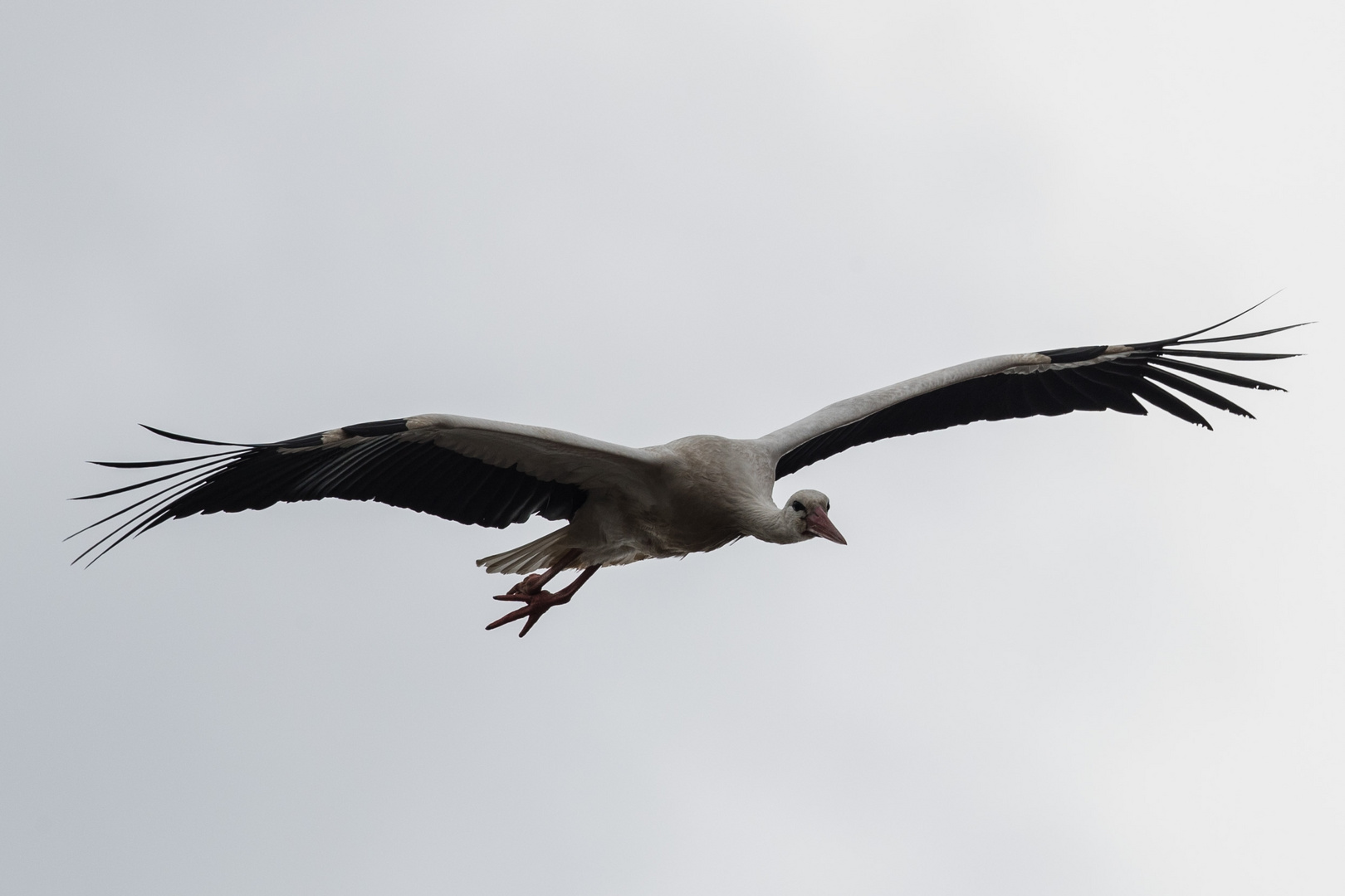 Storch im Anflug