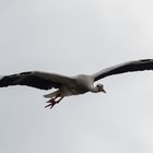 Storch im Anflug