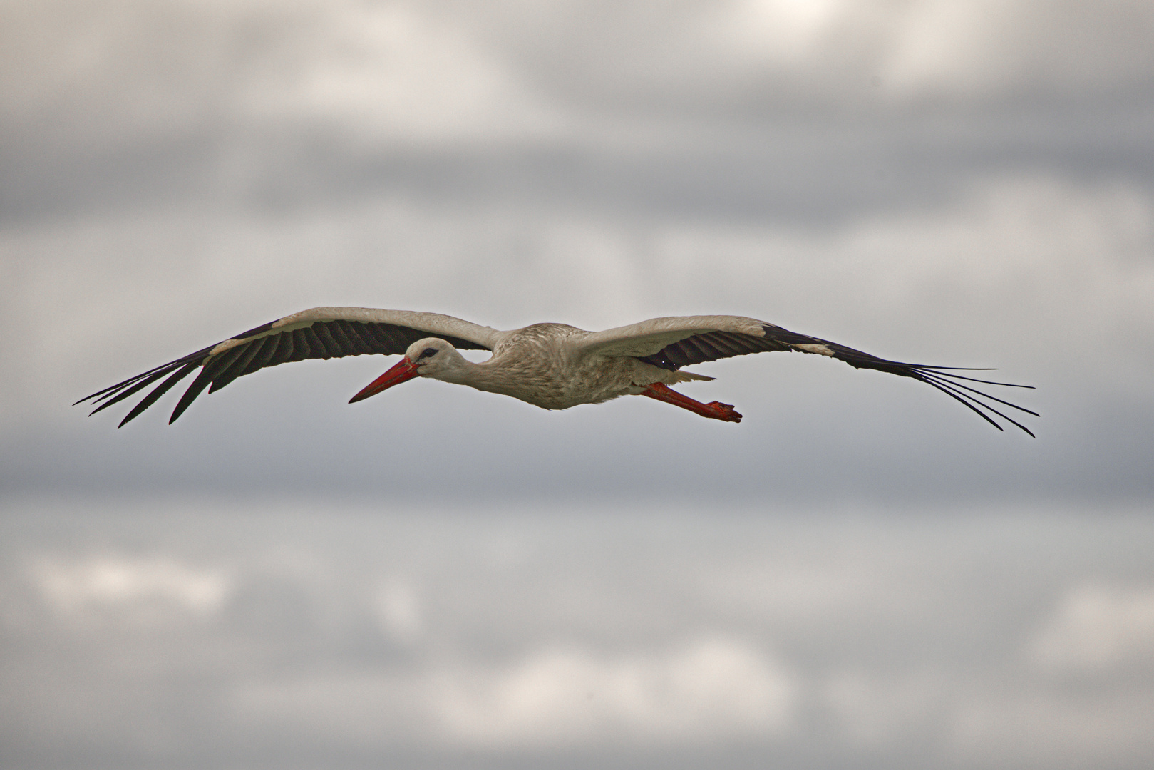 Storch im Anflug 