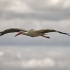 Storch im Anflug 