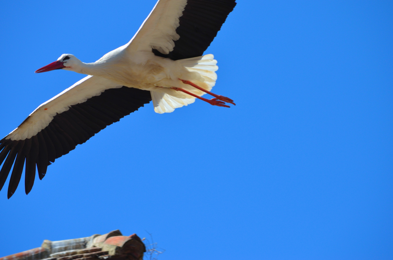 Storch im Anflug