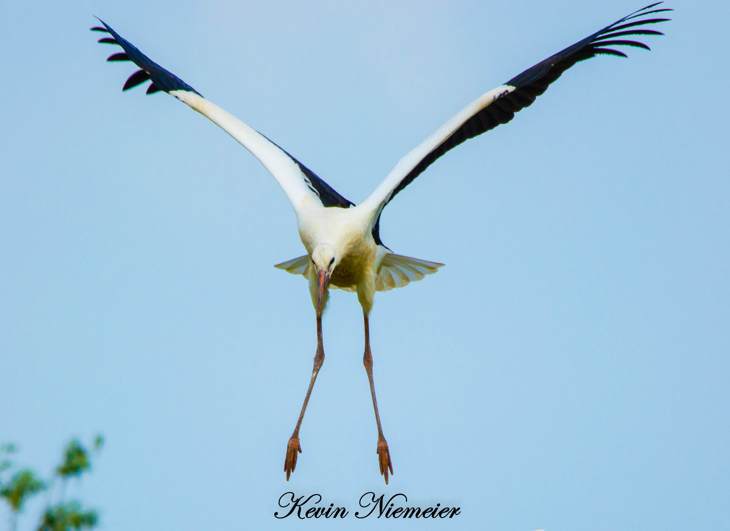 Storch im Anflug