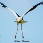 Storch im Anflug