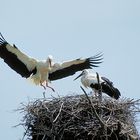 Storch im Anflug