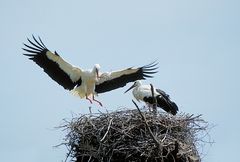 Storch im Anflug