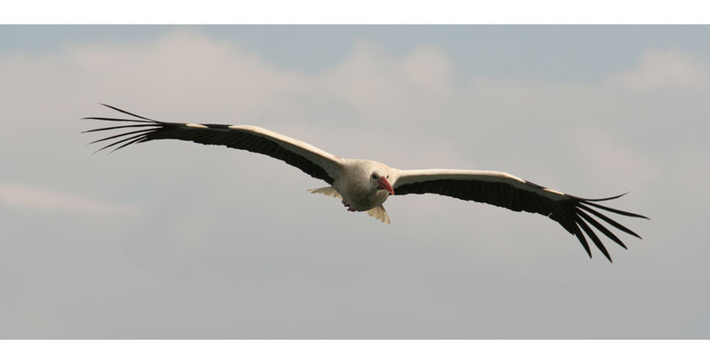 Storch im Anflug