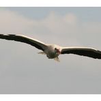 Storch im Anflug