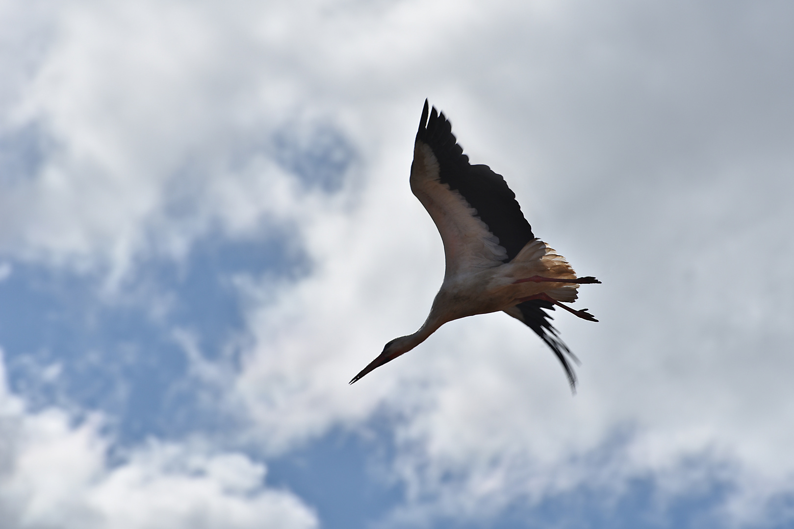 Storch im Anflug