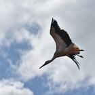 Storch im Anflug