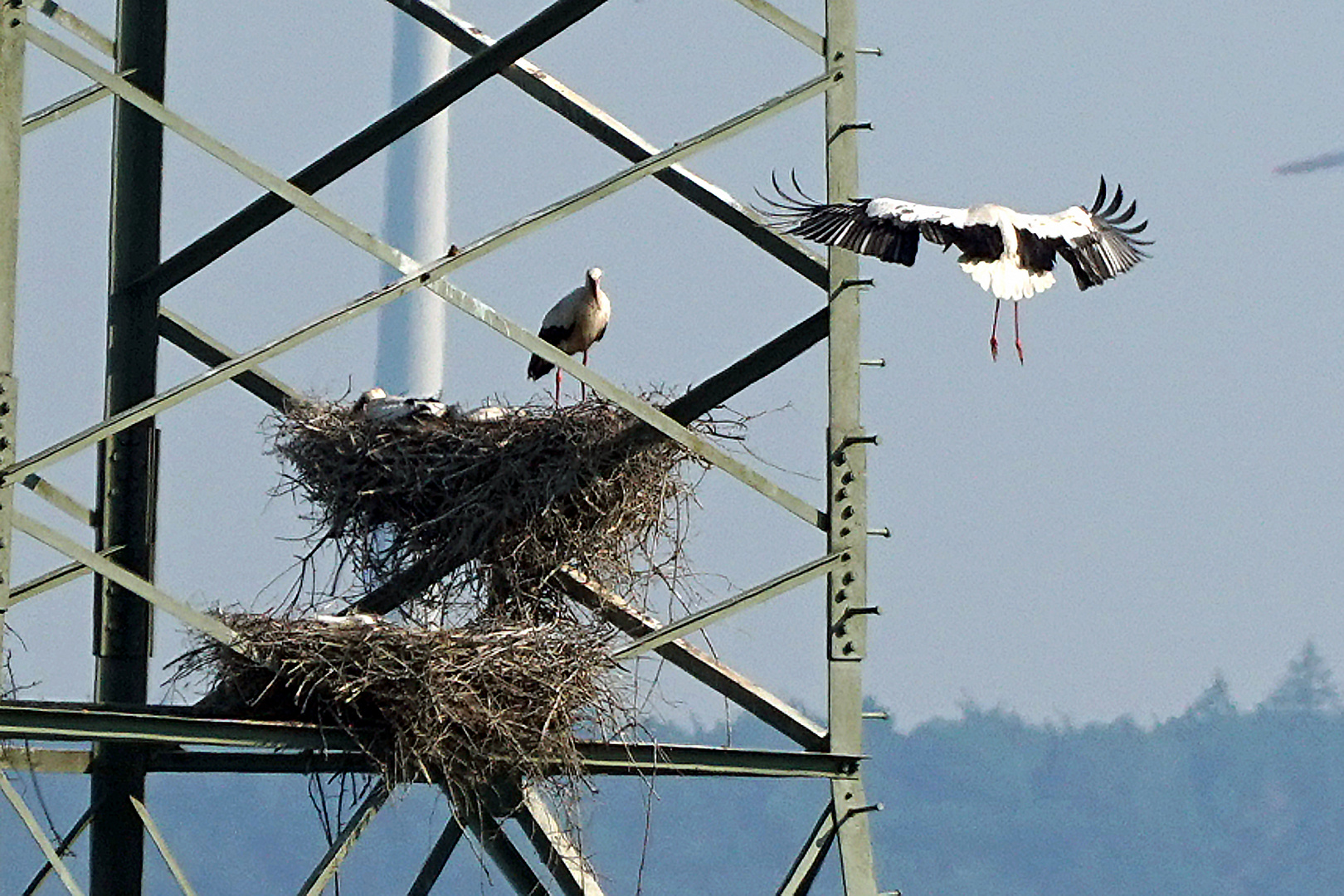 Storch im Anflug