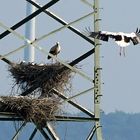 Storch im Anflug