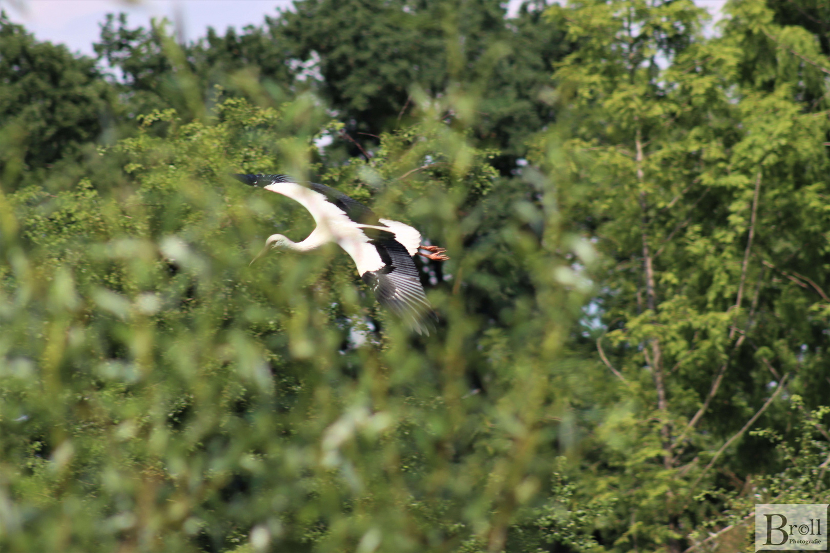 Storch im Anflug