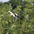 Storch im Anflug