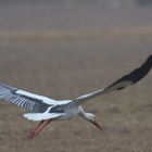 Storch im Anflug