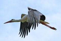 Storch im Anflug