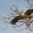 Storch im Anflug