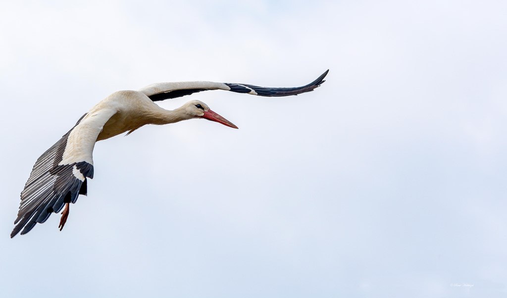 Storch im Anflug