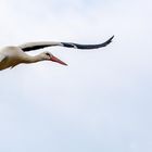 Storch im Anflug