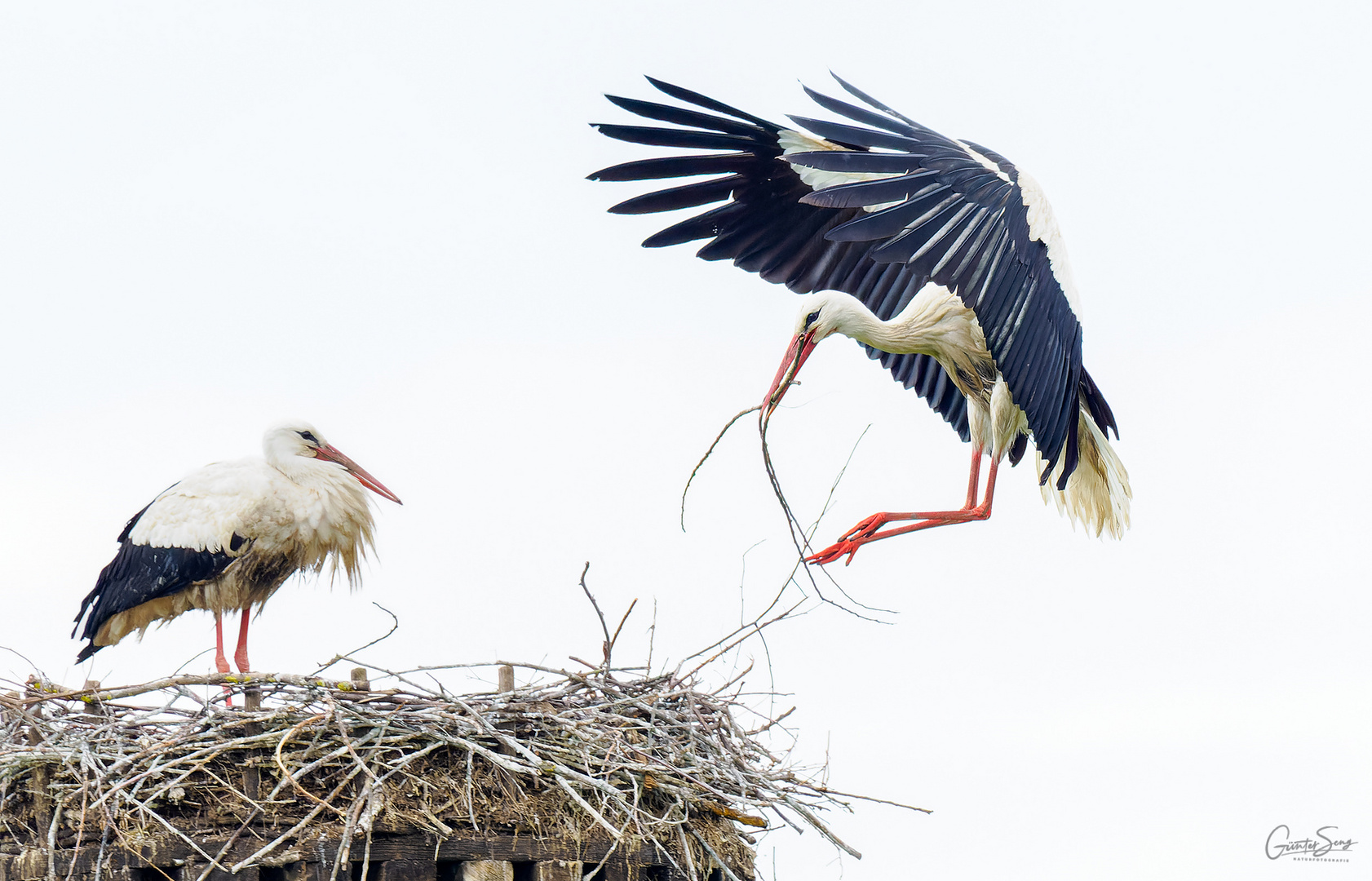 Storch im Anflug...