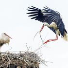 Storch im Anflug...