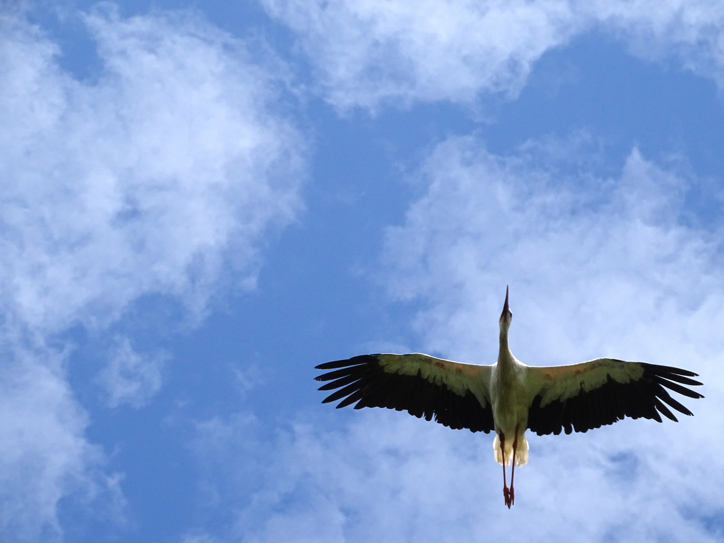 Storch im Anflug...