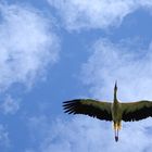 Storch im Anflug...