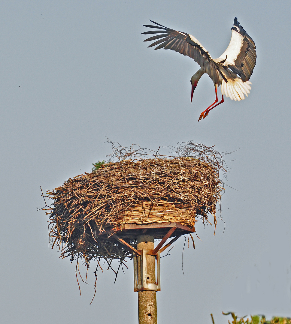 Storch im Anflug