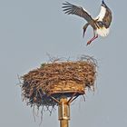 Storch im Anflug