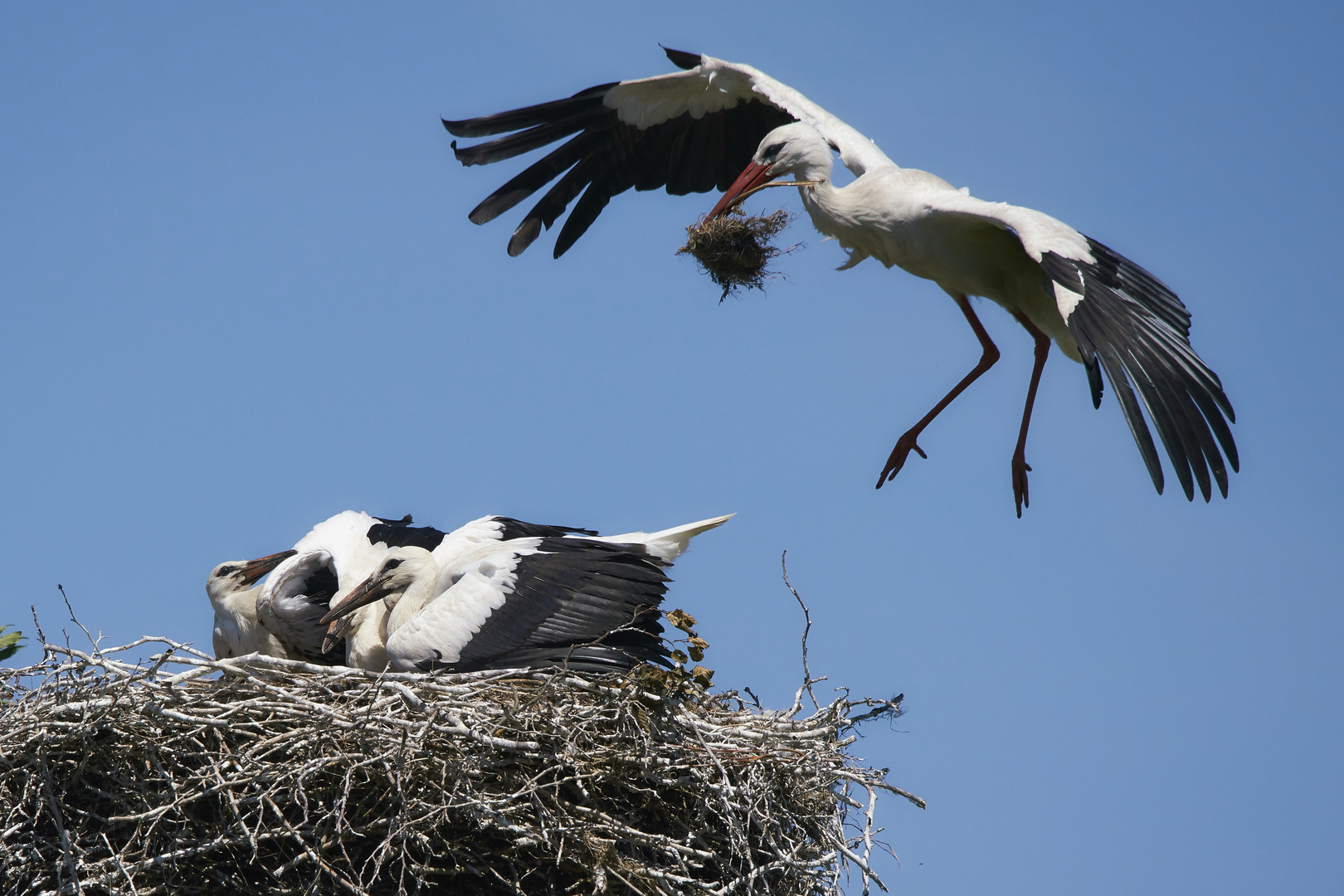 Storch im Anflug