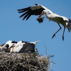 Storch im Anflug