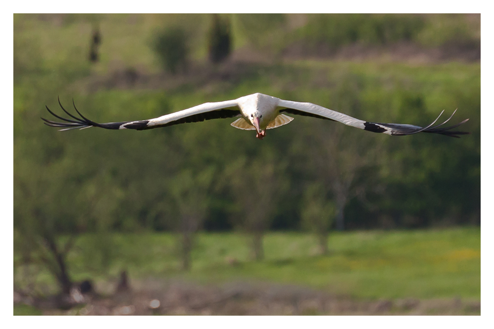 Storch im Anflug