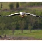 Storch im Anflug