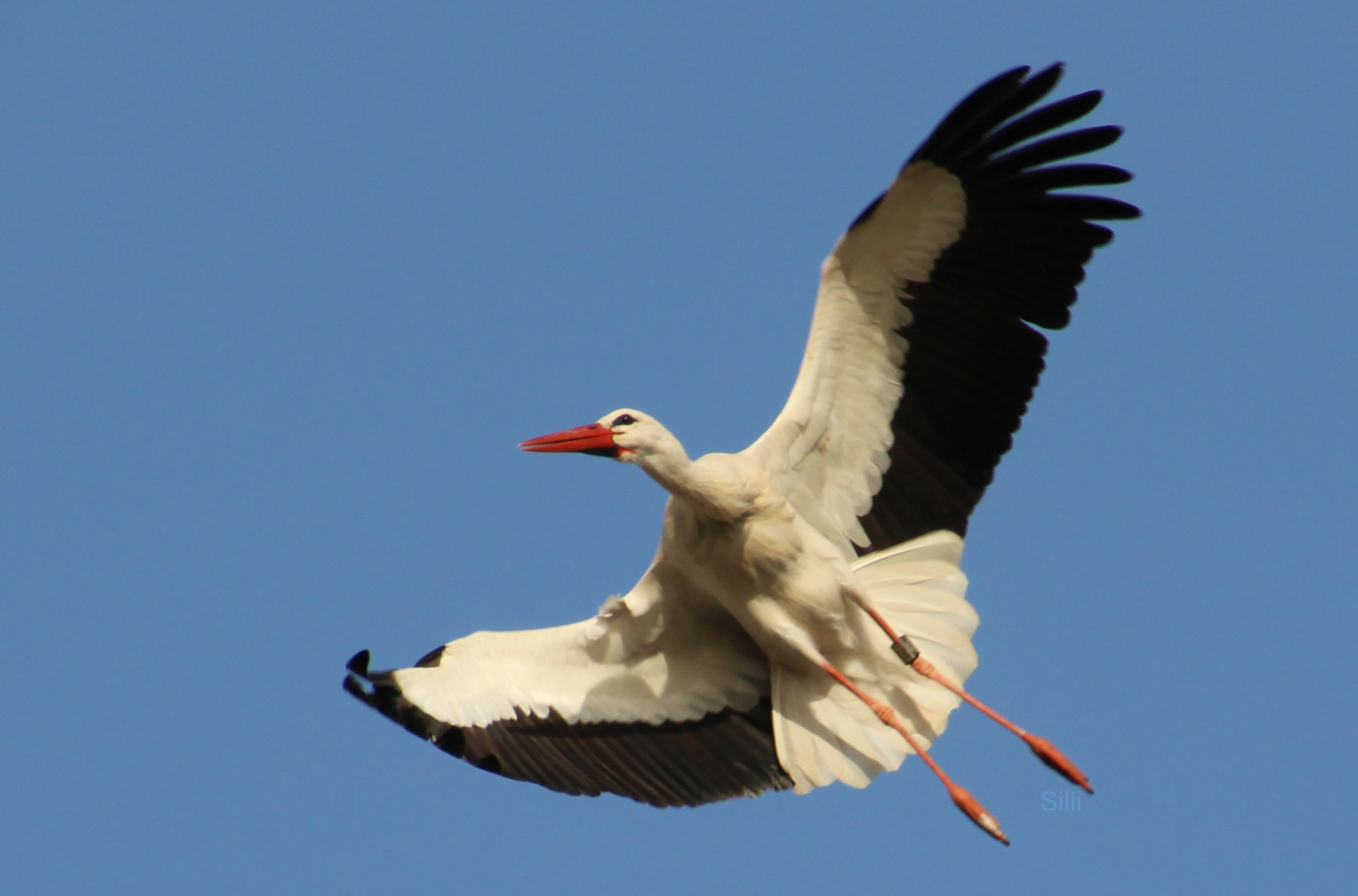 Storch im Anflug