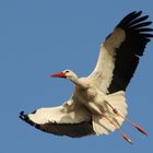 Storch im Anflug