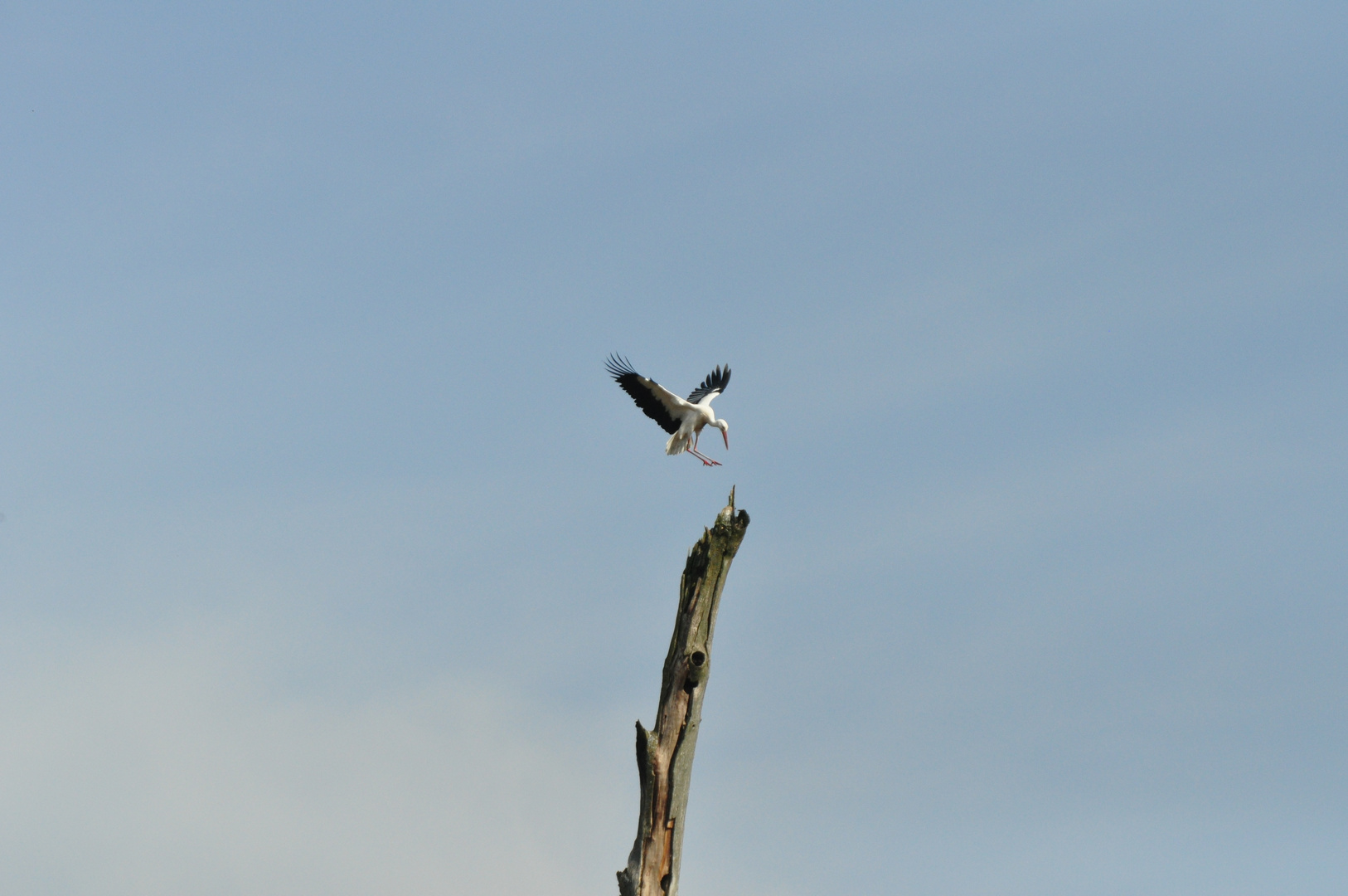 Storch im Anflug auf Baum