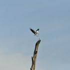 Storch im Anflug auf Baum