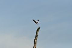 Storch im Anflug auf Baum