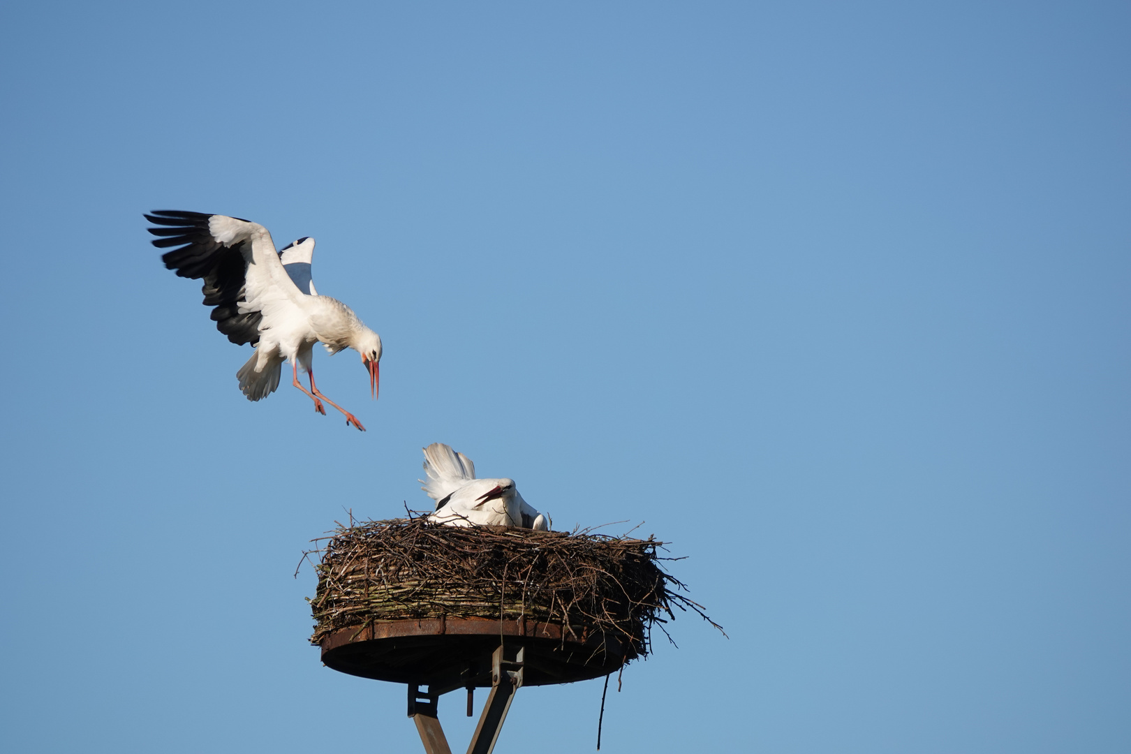 Storch im Anflug auf das Nest