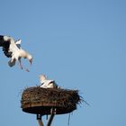 Storch im Anflug auf das Nest